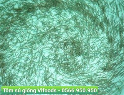 Tôm sú giống Vifoods