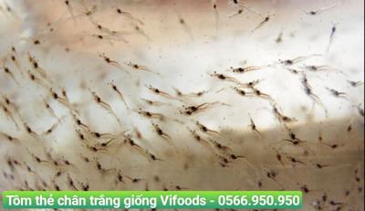 Tôm thẻ chân trắng giống