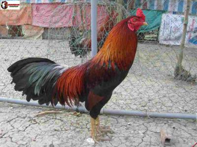 Top những nơi bán gà nòi Bến Tre chất lượng 