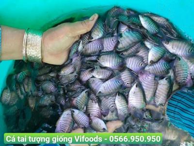 Trại cá giống Bình Thạnh