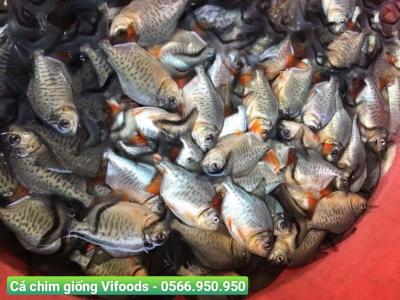 Trại cá giống quận 2