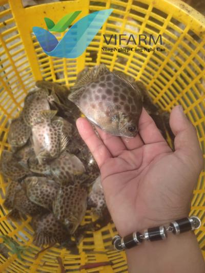 TRẠI CÁ NÂU GIỐNG TẠI TP.HỒ CHÍ MINH