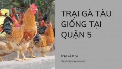 Trại cung cấp gà tàu vàng giống tại quận 5