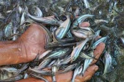 Trại cung cấp giống cá basa, cách nuôi cá basa