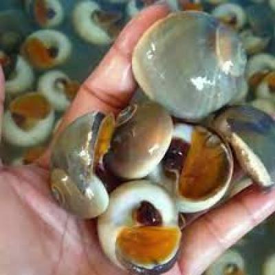 Trại cung cấp ốc mỡ giống: Khám phá thế giới của những chú ốc mỡ