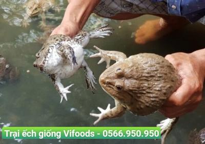 Trại ếch giống Gò Vấp