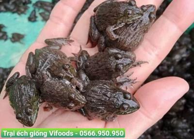 Trại ếch giống Nhà Bè
