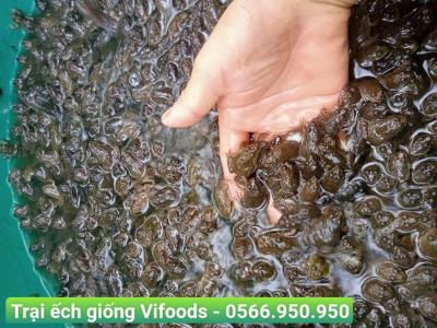 Trại ếch giống Tân Bình