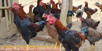 Trại Gà Giống Minh Dư tại Biên Hoà