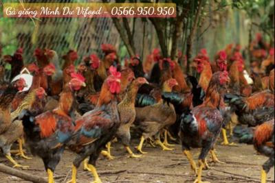Trại Gà Giống Minh Dư tại Dầu Tiếng