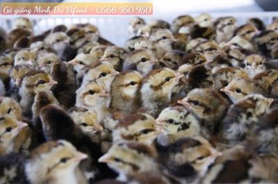 Trại Gà Giống Minh Dư tại Phú Giáo