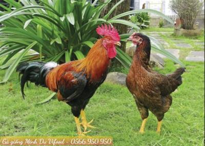 Trại Gà Giống Minh Dư tại Vĩnh Cửu Đồng Nai