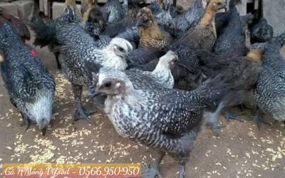Trại Gà H'Mông Giống Thuần Chủng Tại Biên Hoà