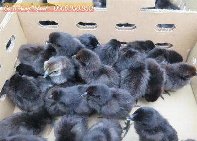Trại Gà H'Mông Giống Thuần Chủng Tại Long Khánh