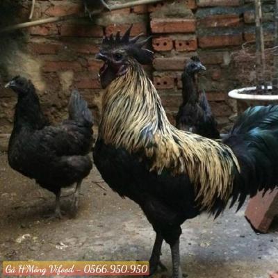Trại Gà H'Mông Giống Thuần Chủng Tại Long Thành