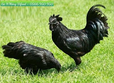 Trại Gà H'Mông Giống Thuần Chủng Tại Trảng Bom