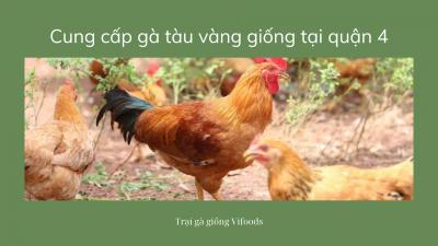 Trại gà tàu giống tại quận 4