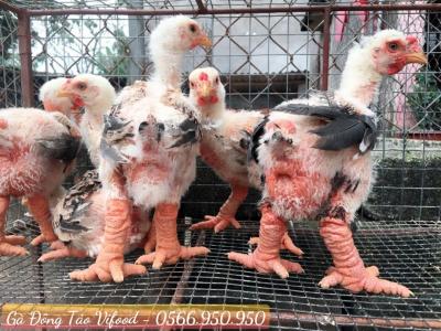 Trại Giống Gà Đông Tảo Tại Bình Dương