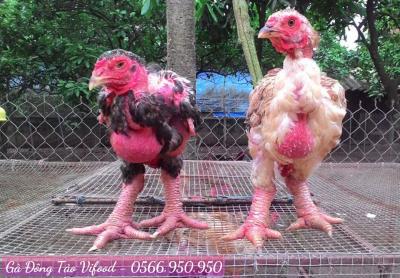 Trại Giống Gà Đông Tảo Tại Cẩm Mỹ Đồng Nai