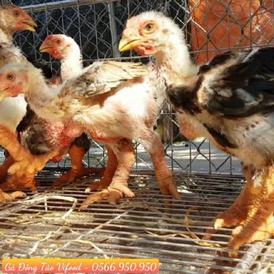 Trại Giống Gà Đông Tảo Tại Thuận An