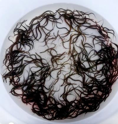 Trại Lươn Giống Bình Tân