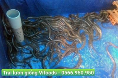 Trại Lươn Giống Gò Vấp