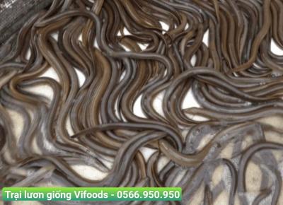 Trại Lươn Giống Nhà Bè
