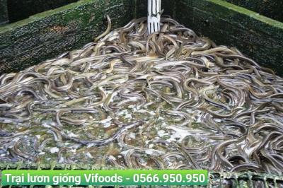 Trại Lươn Giống Quận 12