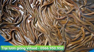 Trại Lươn Giống Quận 1