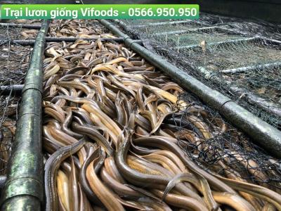 Trại Lươn Giống Quận 8