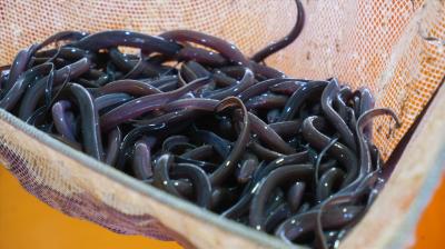 Trại Lươn Giống Tân Bình