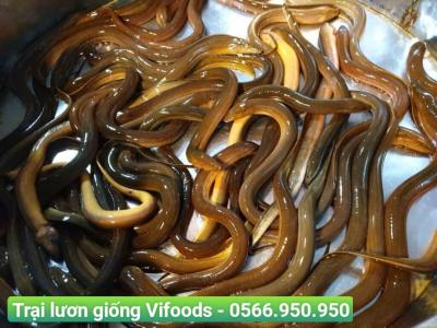 Trại Lươn Giống Tân Phú
