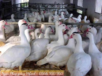 Trại Ngan Pháp Giống Tại Bình Dương - Vifoods