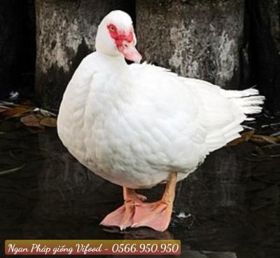 Trại Ngan Pháp Giống Tại Dĩ An - Vifoods