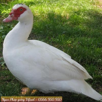 Trại Ngan Pháp Giống Tại Long Khánh - Vifoods