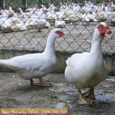 Trại Ngan Pháp Giống Tại Thuận An - Vifoods