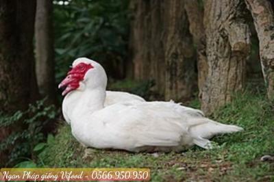 Trại Ngan Pháp Giống Tại Trảng Bom - Vifoods