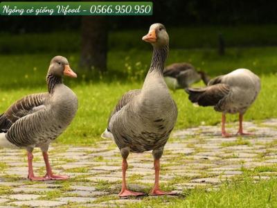 Trại Ngỗng Cỏ Giống Tại Long Thành