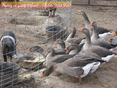 Trại Ngỗng Cỏ Giống Tại Tân Uyên