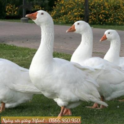 Trại Ngỗng Rên Giống (Ngỗng Rhein) Tại Bến Cát