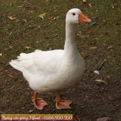 Trại Ngỗng Rên Giống (Ngỗng Rhein) Tại Tân Uyên
