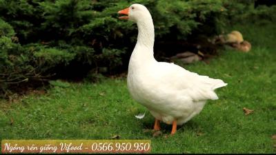 Trại Ngỗng Rên Giống (Ngỗng Rhein) Tại Thủ Dầu Một