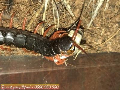 Trại rết giống, rết thương phẩm Hóc Môn