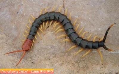 Trại rết giống, rết thương phẩm quận 8