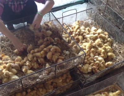 Trại Vịt bầu cánh trắng giống