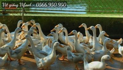 Trại Vịt Giống Quận 1