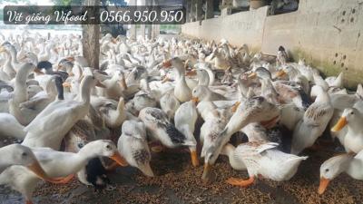 Trại Vịt Giống Quận 12