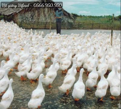 Trại Vịt Giống Quận 8