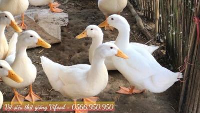 Trại Vịt Siêu Thịt Giống Tại Bình Dương - Vifood