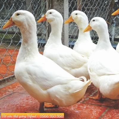 Trại Vịt Siêu Thịt Giống Tại Long Khánh - Vifood